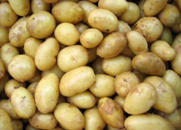Duty-Free Potato Exports Authorized 