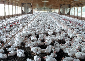 Q3 Industrial Chicken Farms’ PPI Hit 69%