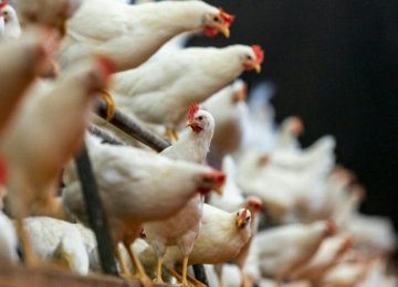 Chicken Tops Poultry Output