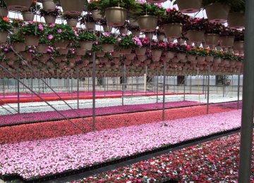 Mahallat Earns Over $20m From Export of Flowers, Plants