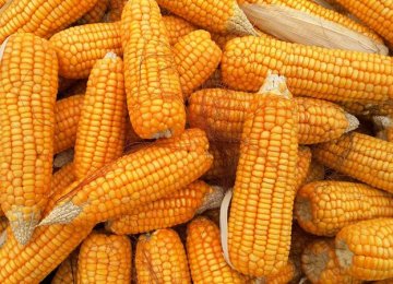 Iran Biggest Importer of Corn From Russia