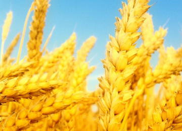 IRICA: Wheat Import Banned