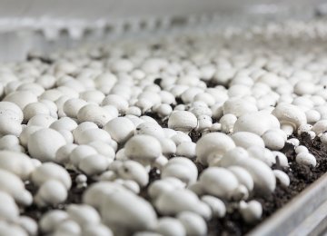 Mushroom Output in Fiscal 2020-21