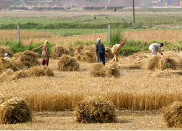 Iran’s agriculture sector grew 6% during the first half of the current Iranian year (started March 20, 2016).