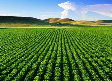 Agro outsourcing indicates the practice of purchasing, renting or leasing by one country of arable land for the cultivation of agricultural products in another country.