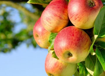 Ministry to Streamline  Apple Production Chain