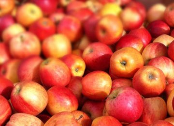 Apple Exports Estimated at 350K Tons