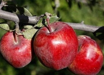 Apple Exports Near 1 Million Tons p.a.