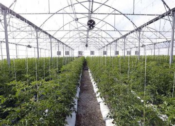 Aras FTZ Greenhouse Exports at $31m in 9 Months 