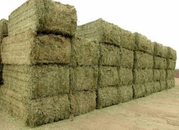 Iran to Import 60K Tons of Alfalfa From Russia