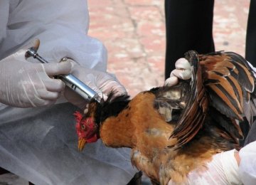Bird Flu Infects 24 Provinces