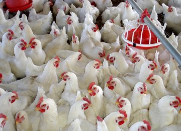 No More Chicken With High Antibiotic Content?