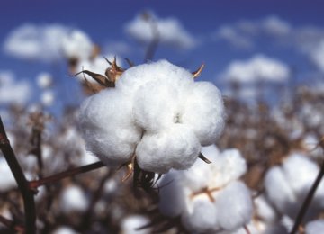 Rise Expected in Cotton Boll Production