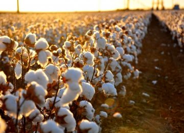 Cotton Harvest Season Underway