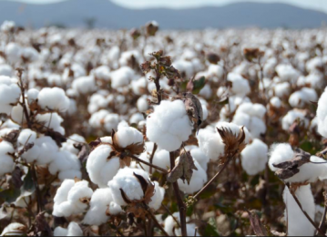 Cotton Production to Meet 50% of Domestic Demand 