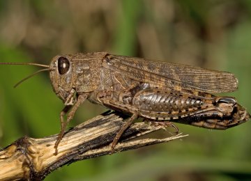 Southern Provinces Ready to Battle Desert Locusts
