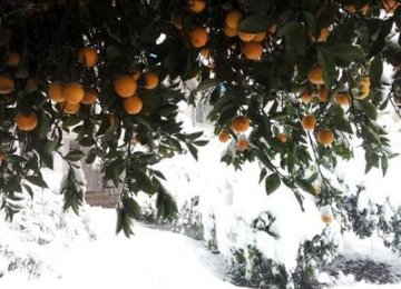 Northern Orchards Safe From Cold Spell