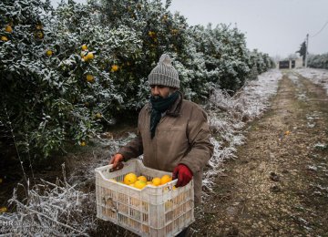 Extreme Cold Inflicts $1.4b in Damage to Iran’s Orchards