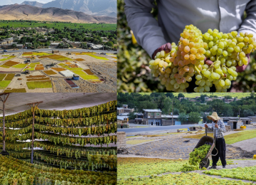 Grape Production in Iran&#039;s Jowzan Valley Declared Globally Important Agricultural Heritage