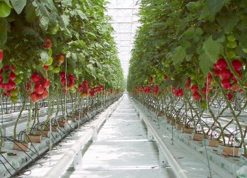 Iran’s Agriculture Ministry plans to transfer all vegetable farms to greenhouses within 10 years. 