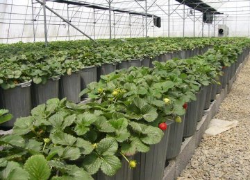 Plan to Transfer All Vegetable Farms to Greenhouses