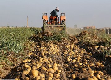 Iran 13th Potato Producer in World