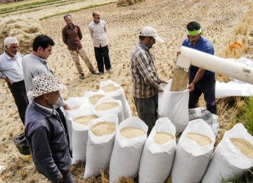 Annual Rice Output at 2.2m Tons, Imports Top 1.2m Tons