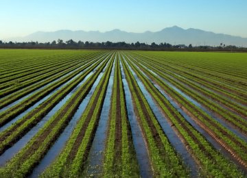 90% of Iran’s Farmlands Irrigated