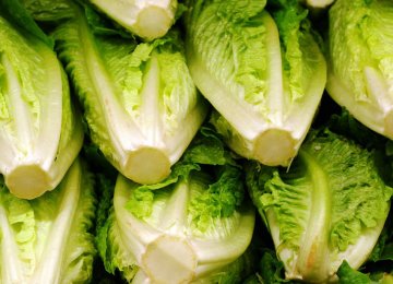 Lettuce Exports Earn $10m
