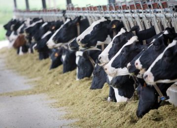 Livestock Feed Import Declines