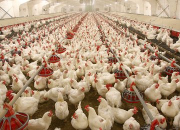 Livestock, Poultry Products  Fetch $800m 