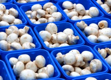 Iran Mushroom Production Estimated to Increase by 6.6%
