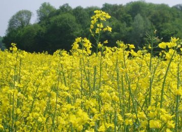Oilseed Production Meets 8% of Domestic Demand