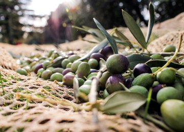 Iran a Major Olive Producer