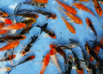 Ornamental Fish Output: 200m in 9 Months