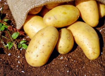 4.9m Tons of Potatoes Expected to Be Produced This Year