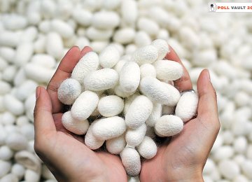 Iran Raw Silk Cocoon Production to Rise 43% This Year