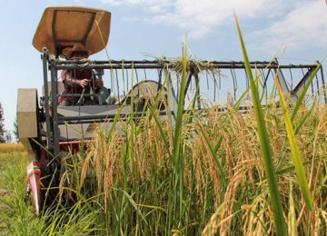 A 100% automation of rice harvest is  projected by the end of the sixth five-year development plan (2017-22). 
