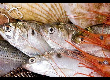 Seafood Output Target: 1.6m Tons p.a. by 2022