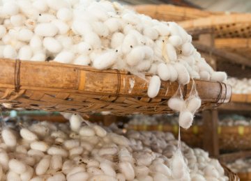  Silk farming has been practiced since ancient times in Iran.