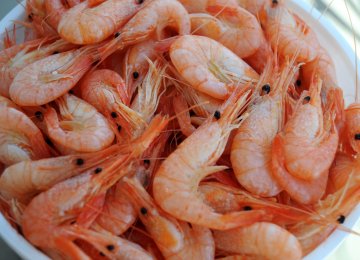 Shrimp Output Exceeds  20K Tons