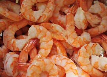 Golestan Shrimp Exports at  580 Tons 