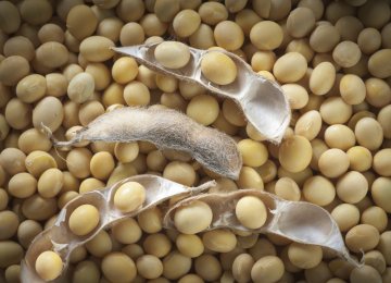 Rise in Iran Soybean Imports