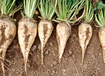 Sugarbeet Production at 7.5m Tons