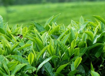 Tea Production Meets 29 Percent of  Domestic Demand