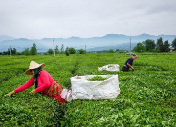 Gov’t Buys $27m Worth of Fresh Tea