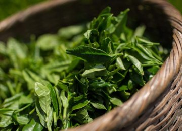 Fresh Tea Leaf Production Estimated at 110,000 Tons