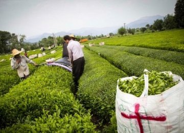 Fresh Tea Leaf Production to Exceed 100K Tons