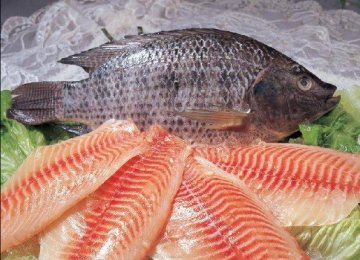 20% Rise in Tilapia Imports