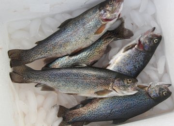 Trout Production Reaches Plateau